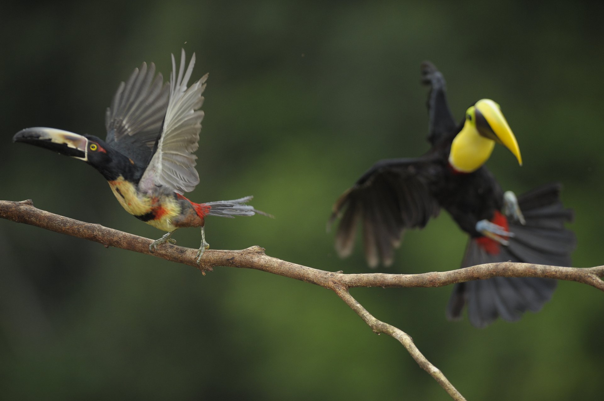 Collared Aracari and Toucan on a branch, Costa Rica birdwatching
