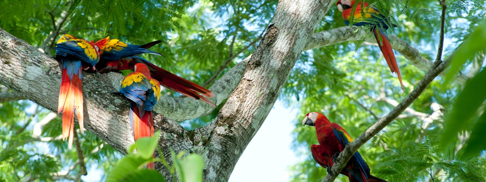 Coppia di are in volo in Costa Rica