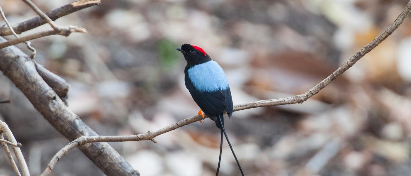 Rare bird perched in Costa Rica cloud forest