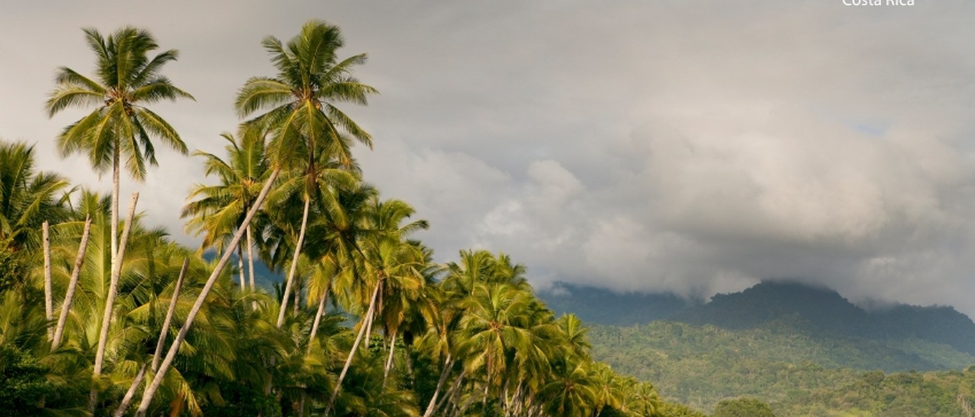 Drake Bay wild beach with palms and jungle