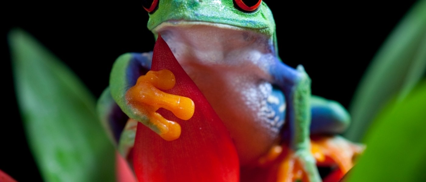 Red-eyed tree frog on tropical flower, Costa Rica