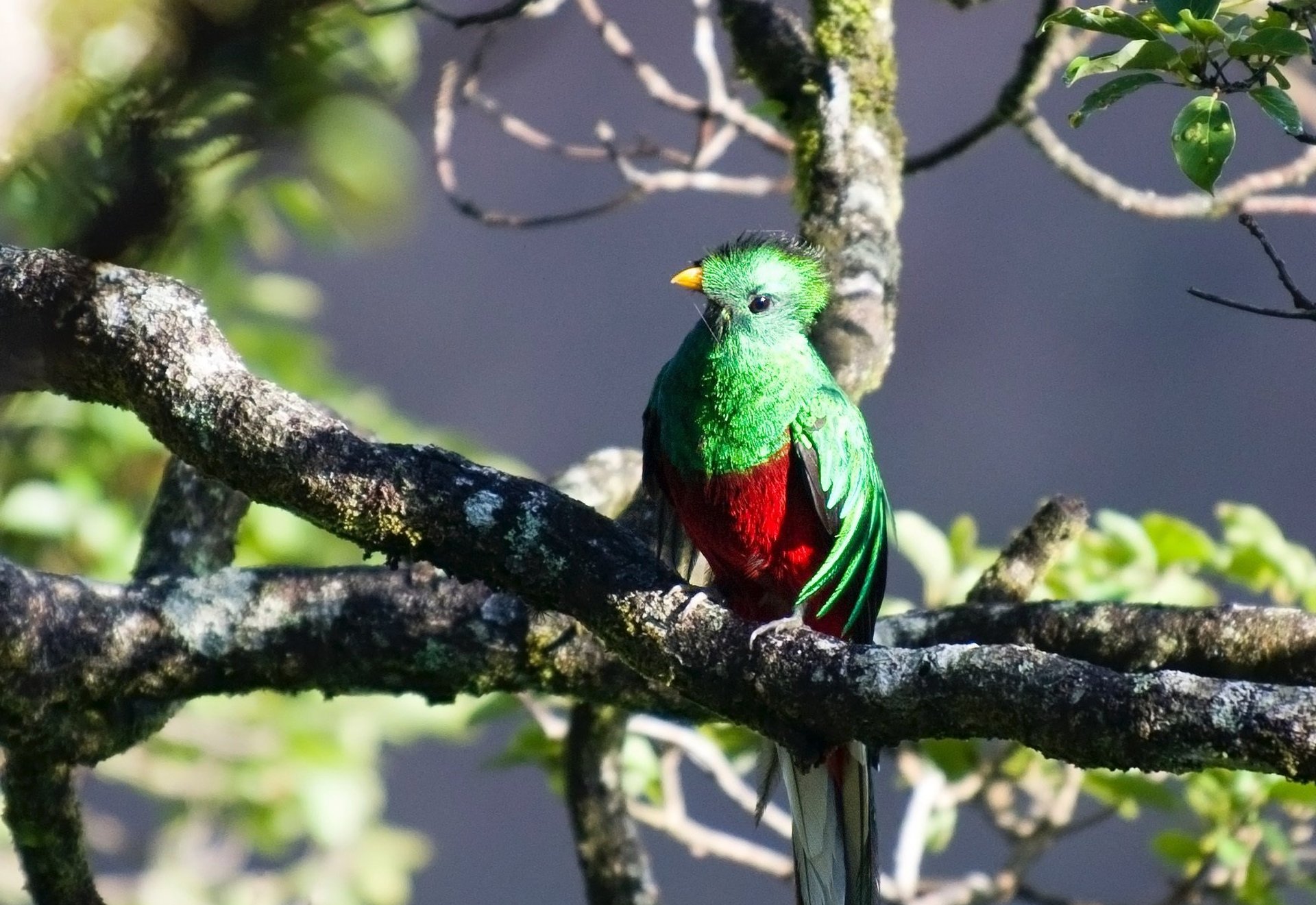 Quetzal nella foresta nebulosa della Costa Rica