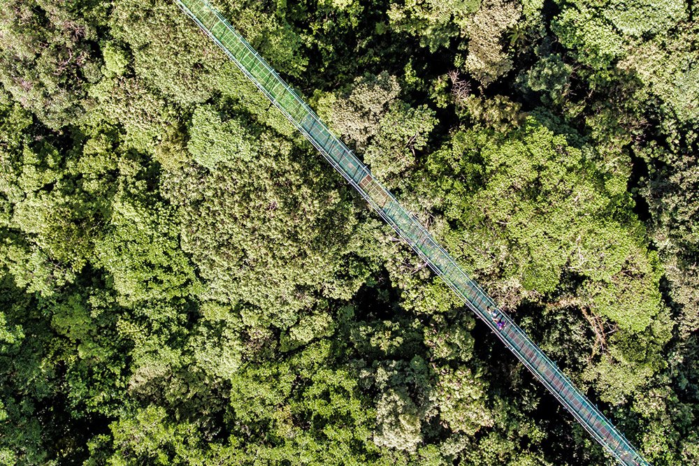 Hanging bridge Monteverde cloud forest Costa Rica