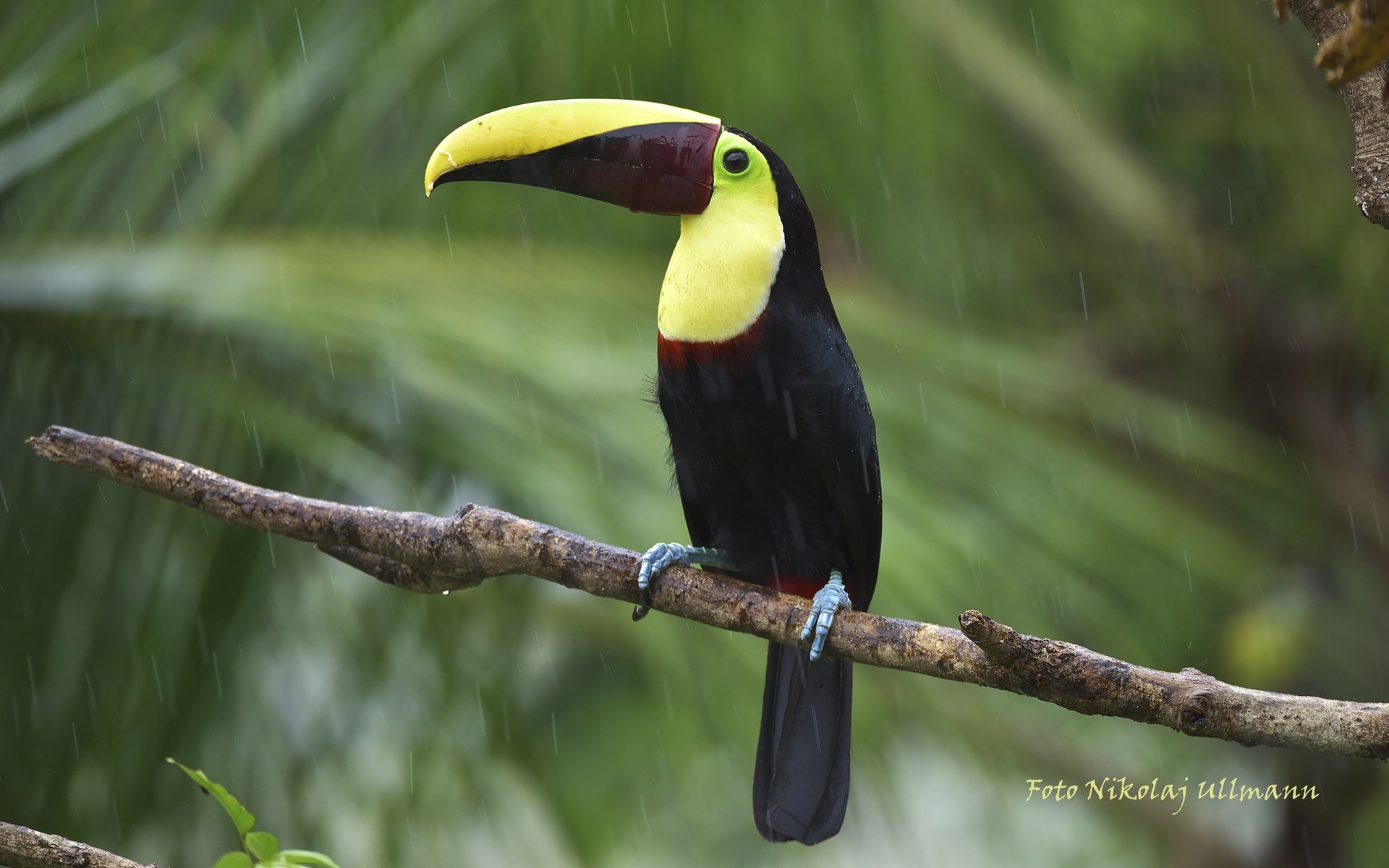 Keel-billed toucan in Rincón de la Vieja
