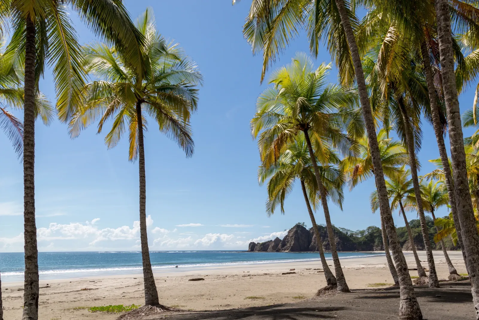 Palme su una spiaggia a Playa Sámara, Costa Rica
